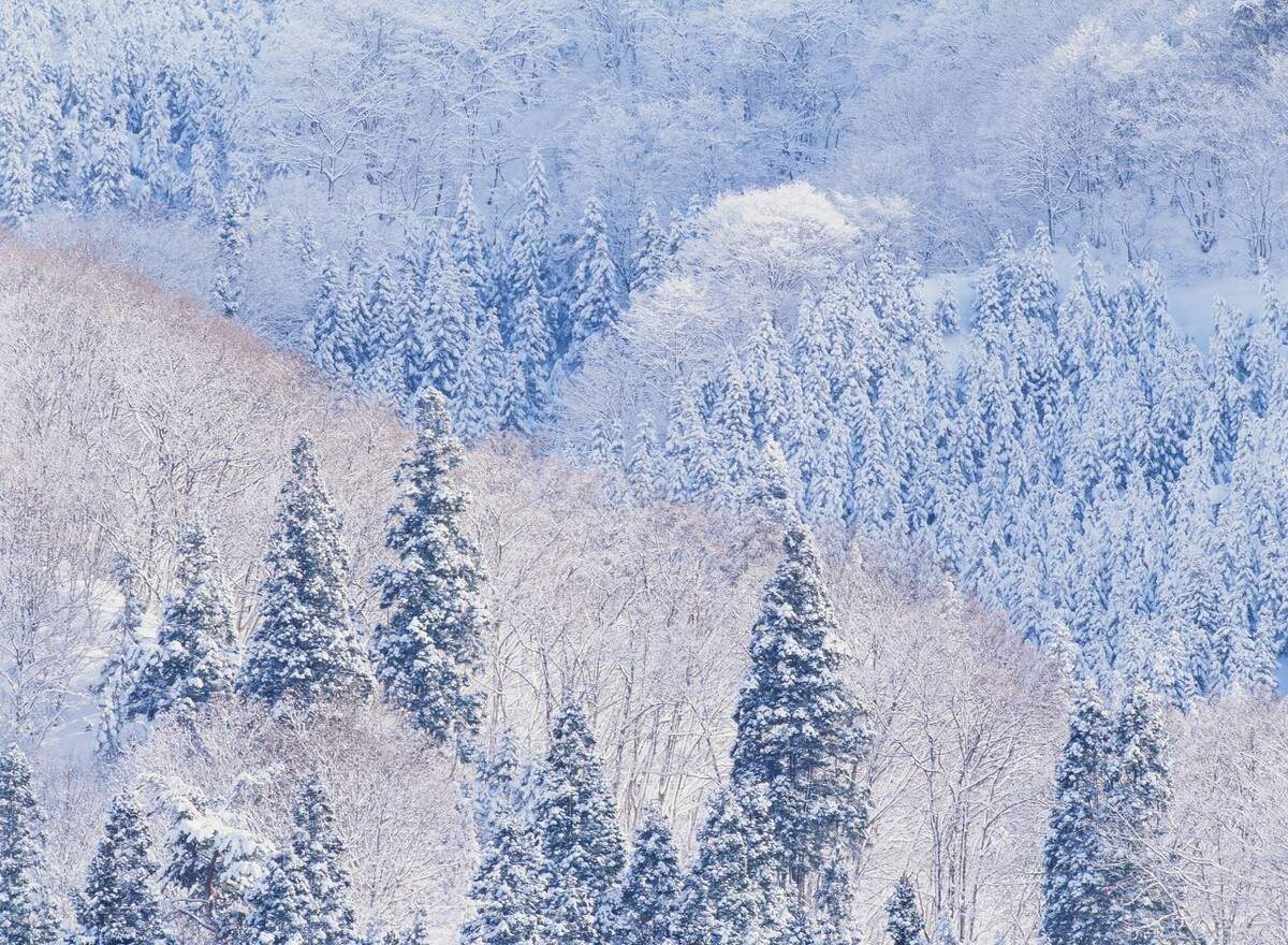 推荐重庆的8个玩雪的好去处，雪景更是一绝！你心动了吗