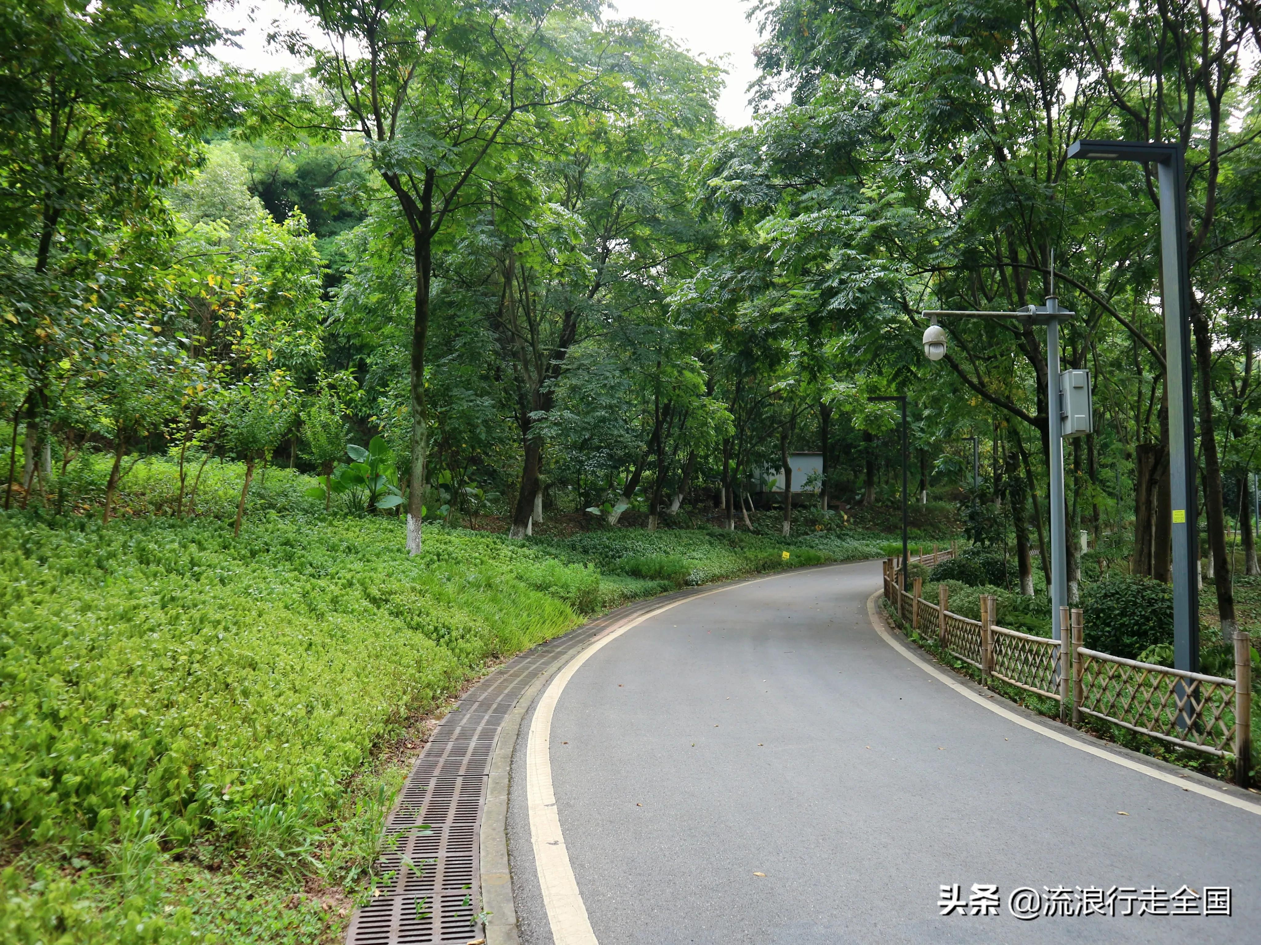 好山好水好风景：重庆照母山森林公园（线路攻略指南）