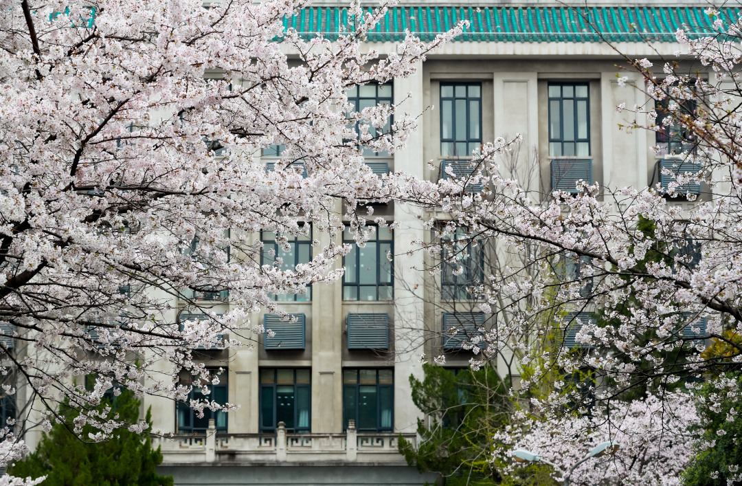 又到春天赏樱季！武汉大学樱花为何受欢迎？其实并非日本人种植