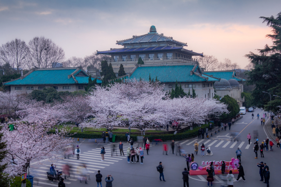 又到春天赏樱季！武汉大学樱花为何受欢迎？其实并非日本人种植