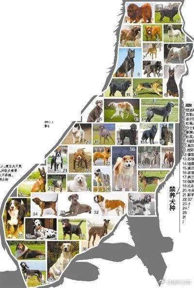 广州禁养犬种(广州市禁养犬种名单2019)