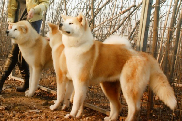 世界上最贵的十只狗，捷克狼犬似狼非狼体力超强颇为神秘