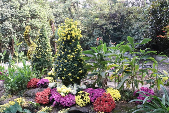 2020杭州植物园菊花展时间