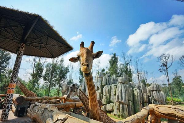 2022云南野生动物园门票多少 附优惠政策及观光车票价