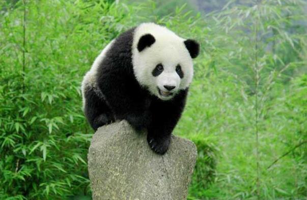中国十大濒临灭绝的珍稀动物排行榜（有哪些）
