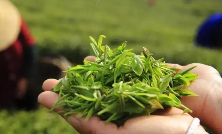 庐山云雾茶的保存方法是什么