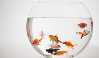 家庭鱼缸怎么养金鱼 家庭鱼缸养金鱼方法