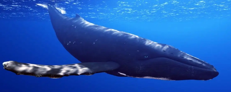 蓝鲸有多大 世界上最大的蓝鲸有多大