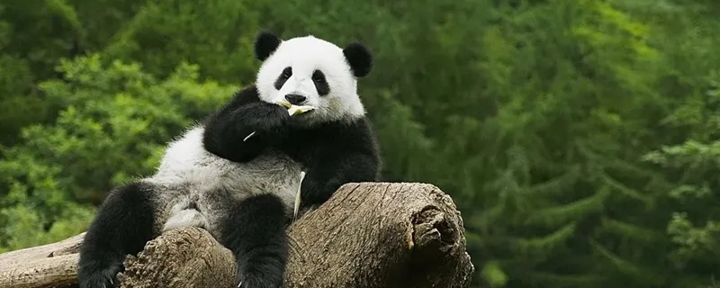 大熊猫一般生活在什么地方