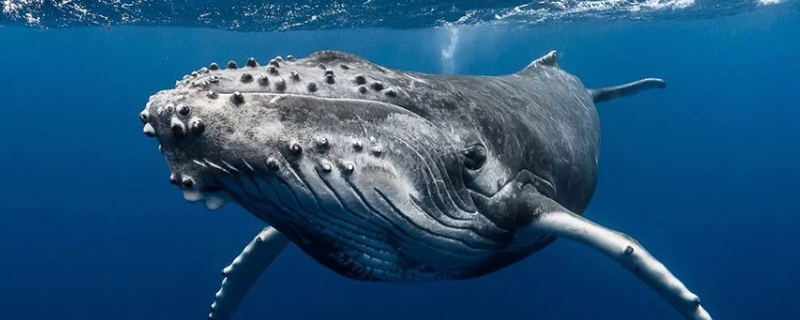 鲸的种类 鲸鱼有哪些种类