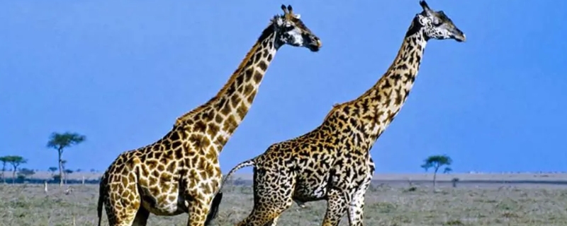 长颈鹿有哪些特点 长颈鹿的特点介绍
