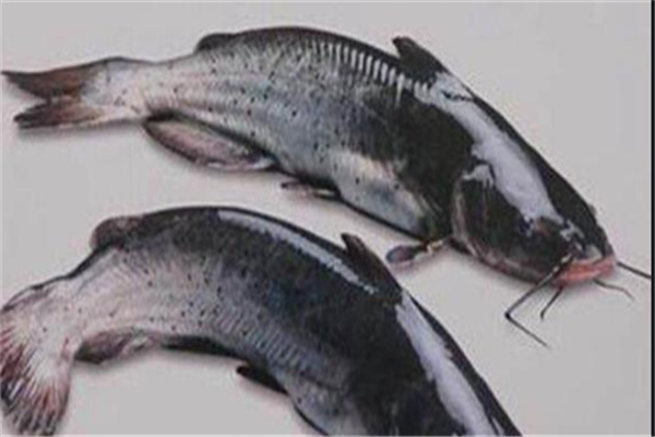 中国最昂贵的十大名鱼（中国最名贵的鱼是什么鱼）