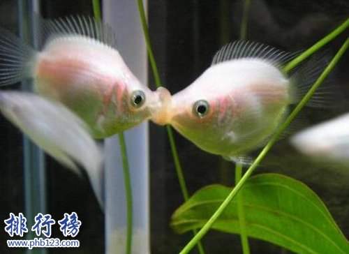 世界十种最漂亮的鱼，第一美若仙子！