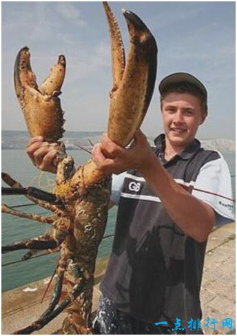 世界上最大的龙虾——美洲螯龙虾