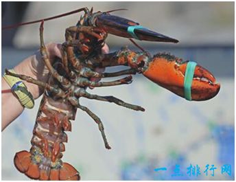 世界上最大的龙虾——美洲螯龙虾